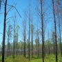 Wildfire damage caused by Cogongrass